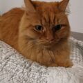 Gingerschatzi