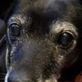 ❤️Ginga ♥️ 
24.07.2006- 07.03.2024 