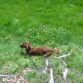 Jessy unser Seelenhund
