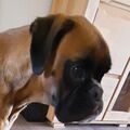 Unser Anton