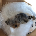 dein Balou und Familie