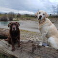 Geliebt und unvergessen unsere Seelenhunde 
Mona und Paul 