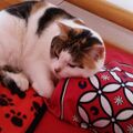 Meine liebe Trixi
2008  - .6.12.2023
Ich vermisse sie so sehr