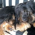 Die weiße Couch im Garten - striktes Hundeverbot!!