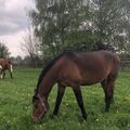 Cayuga und Atout, meine beiden Jungs
