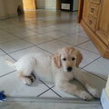Monti Golden❤️.❤️ Retriever