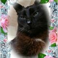 Bennylein ❤ Sonjas geliebter Seelenkater 