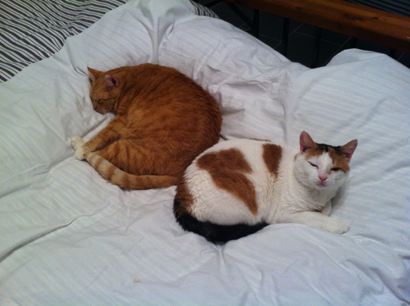 Teddy Mein Herzensbrecher