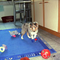 Gail als Welpe