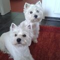Lasse und Lili. Liebe ist ewig 