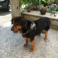 Shira