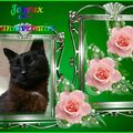 Bennylein ❤ Sonjas geliebter Seelenkater 