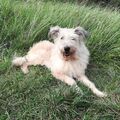 Unser neuer Hund Sina.