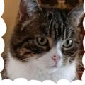 Meine große Liebe Mausi. 
Sie starb am 25.03.2020

