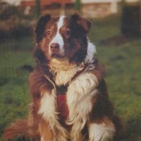 Lucky Dakota 2018 noch fit