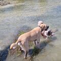 Buddy und Tali