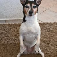 Bitte, bitte ein Leckerli! Du konntest so lieb betteln! ❤️???