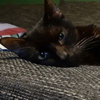 Schmusemaus
