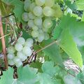 Kuck mal Kerlchen, Deine Trauben