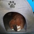 Schnuffi 