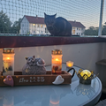 Wir lieben und vermissen dich schrecklich dolle Baby Lino!???????
