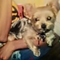 Susi Schätzchen 2001