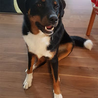 Unser lieber Schatz Balu.