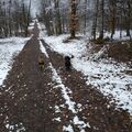Socke und Bentley