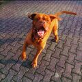 Mein lieber Schatz 