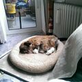 Schnuffi 