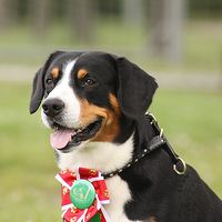 Falco war 2013 der schönste Entlebucher Sennenhund seiner Klasse