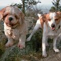 Balou (l.) mit seinem Kumpel