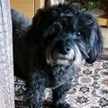 Fiby♡ (2.1.2005 - 30.9.2020)