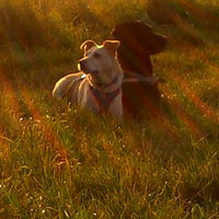 Clyde und Balou