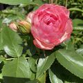 Ein lieber Gruß aus unserem Garten ❤️