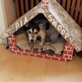 Snoopy in seiner selbstgebauten Hütte von Herrli