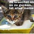 Katzenbaby Hope