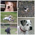 Watson, Netti, Amy, Sunny (R.I.P.), Syne (R.I.P.)