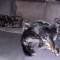 Yoshi und Luna beim Mittagsschlaf ????????????