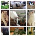 Meine Sternlein Fee, Gismo und Minna