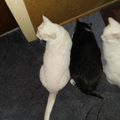Leroy
Jana 2004 - 20.07.2019
Aaron 2010 - 30.04.2019