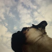 Blick zu deinen Hundefreunden...