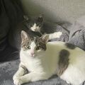 Fluffy und Bruder Vedes