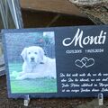 Monti❤️