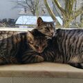 Zusammen mit deinem Bruder auf der Fensterbank kuscheln 