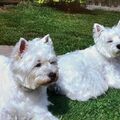 Lili und Lasse 