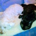 Samy ♥️⭐♥️ und sein Freund Tyson ♥️