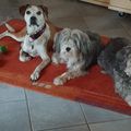 Sina, Marley, Sunny und Carmen. 