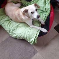 Jimmy beim Kuscheln, mein wunderschöner Schatz