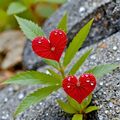 Zum Gedenken an Gerry ♥️⭐♥️ und Falco. ♥️⭐♥️